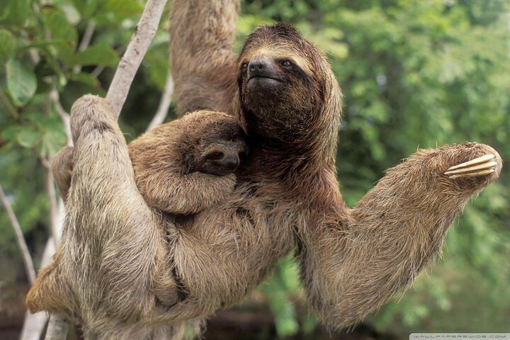 Sloth Watching Trail - Photo 1 of 11